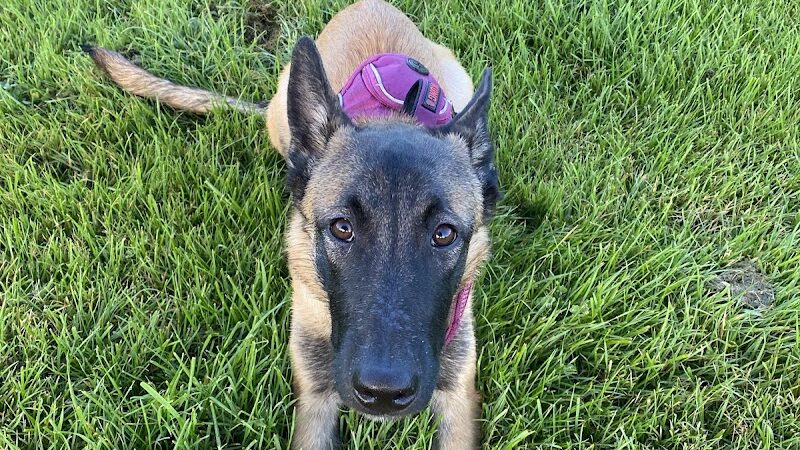 Friendship Dog Park - Avondale, AZ