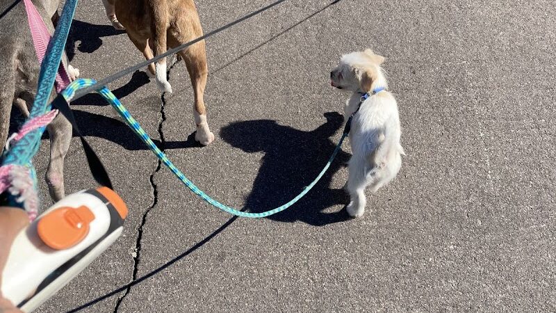 Friendship Dog Park - Avondale, AZ