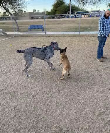 Friendship Dog Park - Avondale, AZ