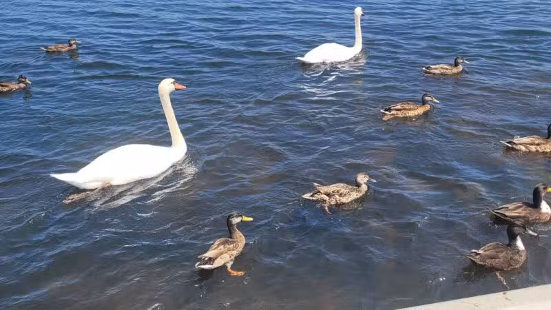 Argyle Lake Park - Babylon, NY