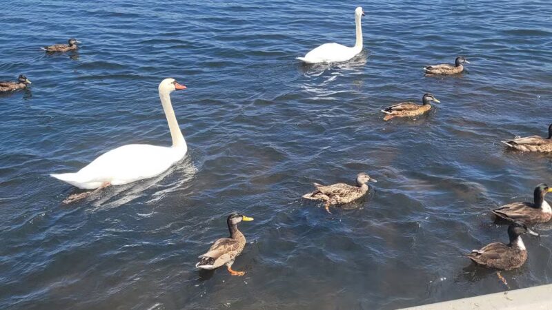 Argyle Lake Park - Babylon, NY