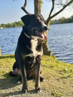 Babylon Village Dog Park (Argyle Lake) - Babylon, NY