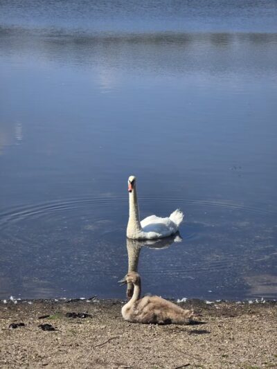 Southards Pond Park - Babylon, NY