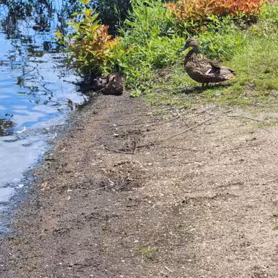 Southards Pond Park - Babylon, NY