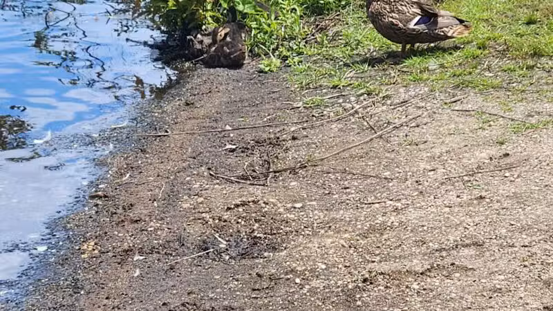 Southards Pond Park - Babylon, NY