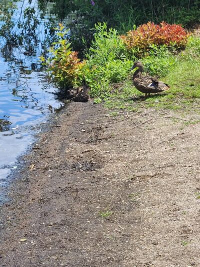 Southards Pond Park - Babylon, NY