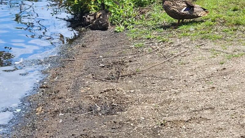 Southards Pond Park - Babylon, NY