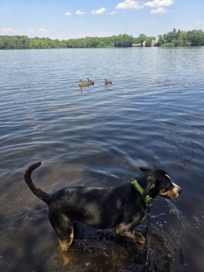 Southards Pond Park - Babylon, NY