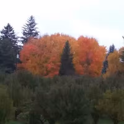 Casnovia Township Park - Bailey, MI
