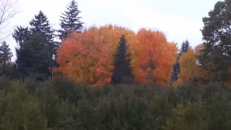 Casnovia Township Park - Bailey, MI