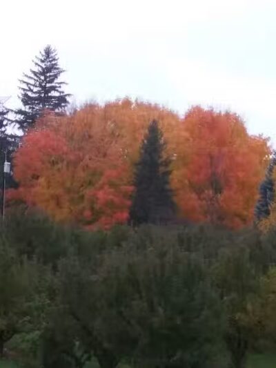 Casnovia Township Park - Bailey, MI