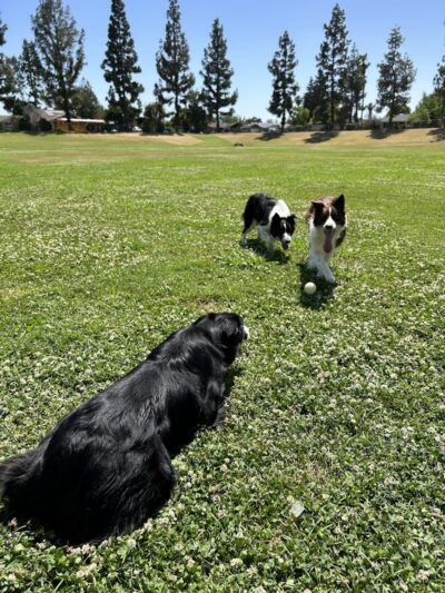 Centennial Dog Park - Bakersfield, CA