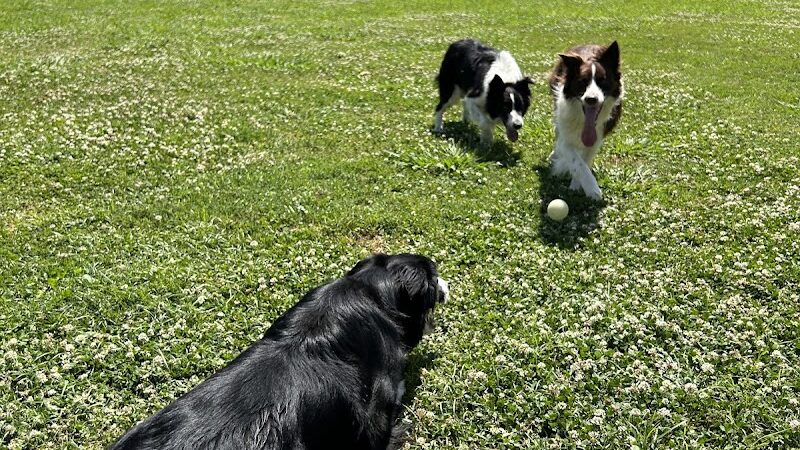 Centennial Dog Park - Bakersfield, CA
