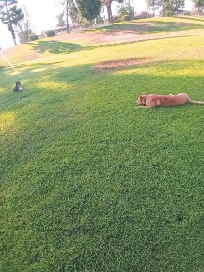 Centennial Dog Park - Bakersfield, CA