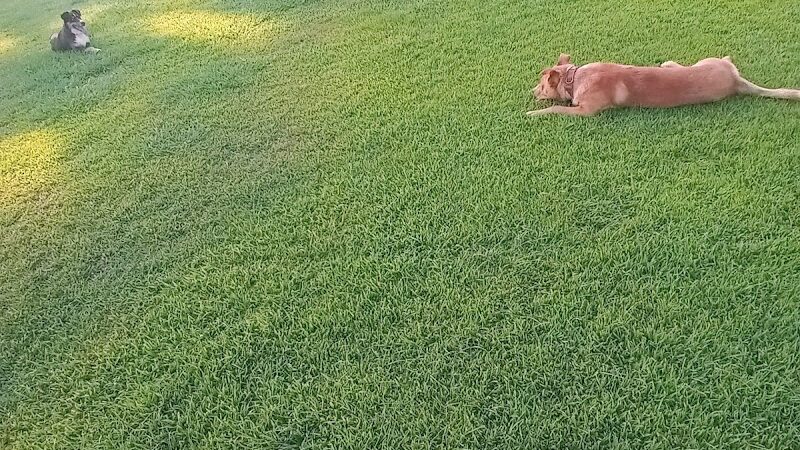 Centennial Dog Park - Bakersfield, CA