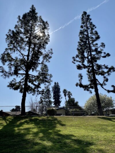 Centennial Dog Park - Bakersfield, CA