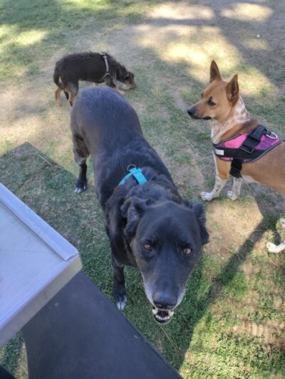 Centennial Dog Park - Bakersfield, CA