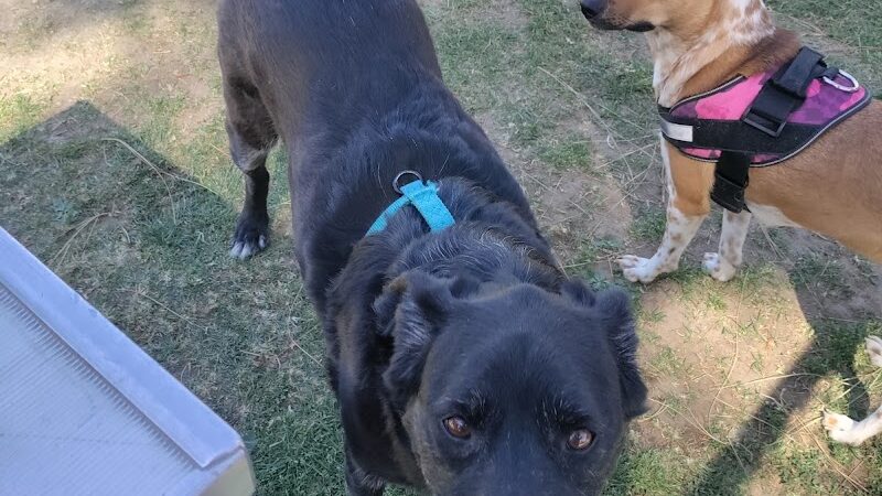 Centennial Dog Park - Bakersfield, CA