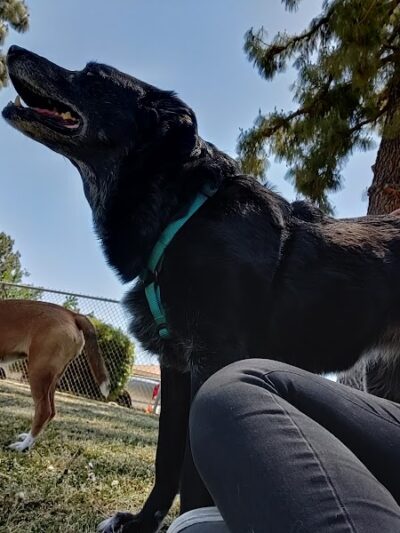 Centennial Dog Park - Bakersfield, CA