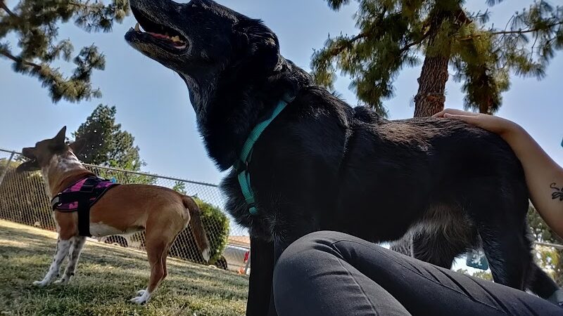 Centennial Dog Park - Bakersfield, CA