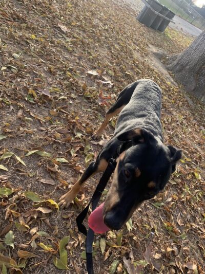 Centennial Dog Park - Bakersfield, CA