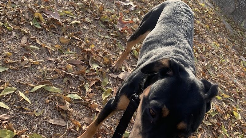 Centennial Dog Park - Bakersfield, CA