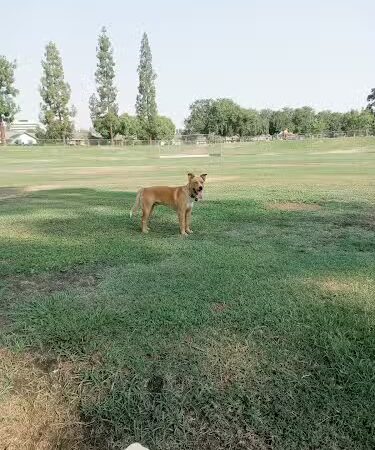 Centennial Dog Park - Bakersfield, CA