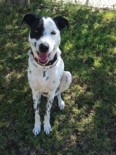 Coffee Road Small Dog Park - Bakersfield, CA