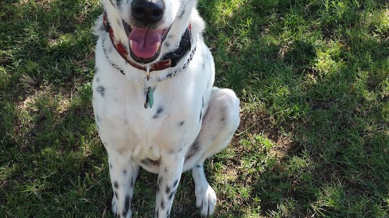 Coffee Road Small Dog Park - Bakersfield, CA