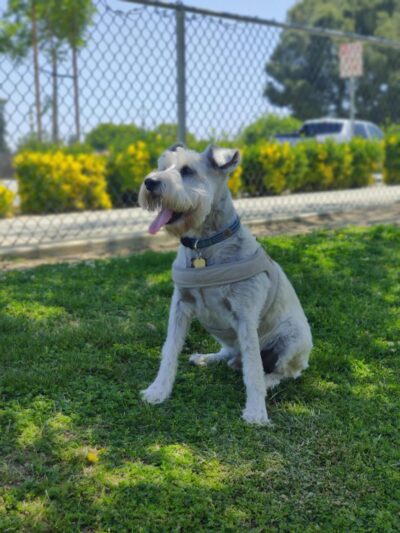 Coffee Road Small Dog Park - Bakersfield, CA