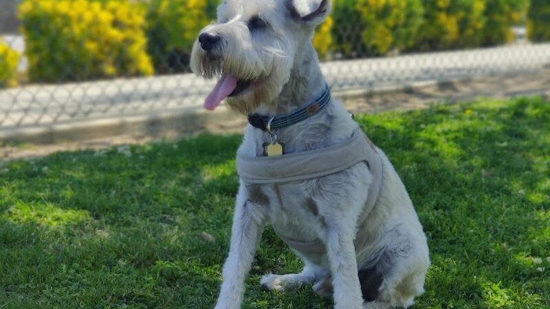 Coffee Road Small Dog Park - Bakersfield, CA