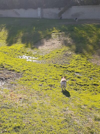 Coffee Road Small Dog Park - Bakersfield, CA