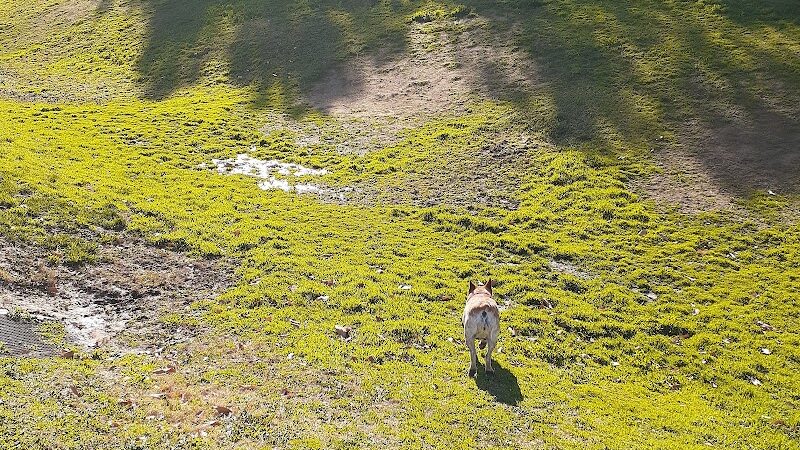 Coffee Road Small Dog Park - Bakersfield, CA