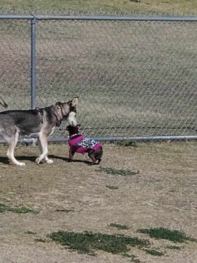 Dog Park - Bakersfield, CA