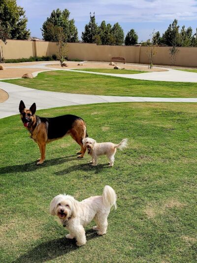 Highgate dog park - Bakersfield, CA