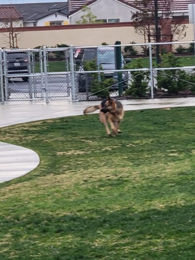 Highgate dog park - Bakersfield, CA