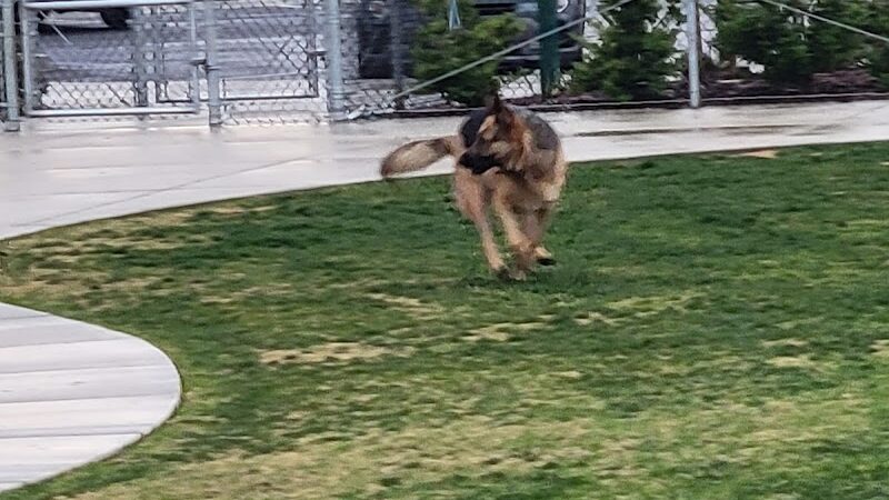 Highgate dog park - Bakersfield, CA