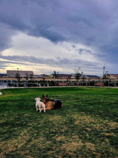 Highgate dog park - Bakersfield, CA
