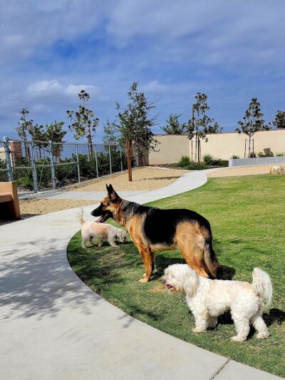 Highgate dog park - Bakersfield, CA