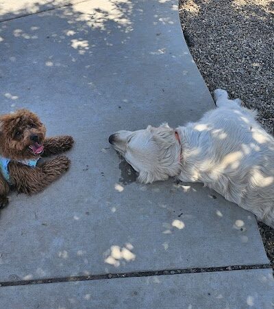 Highgate dog park - Bakersfield, CA