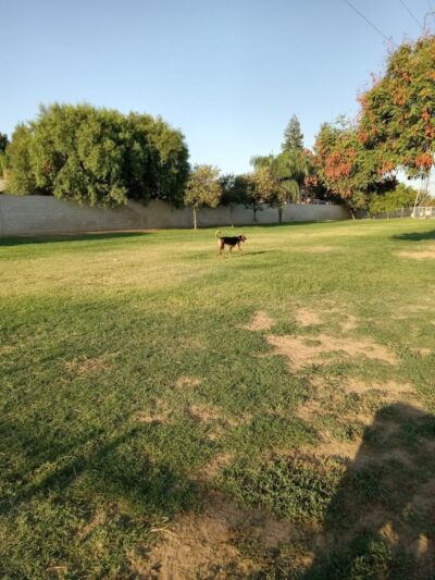 Krebs Dog Park - Bakersfield, CA
