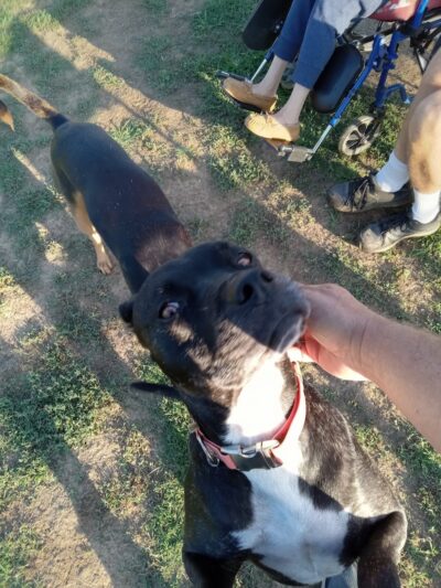 Krebs Dog Park - Bakersfield, CA