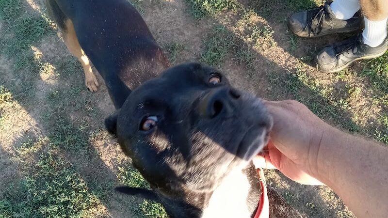 Krebs Dog Park - Bakersfield, CA