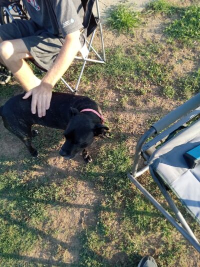 Krebs Dog Park - Bakersfield, CA