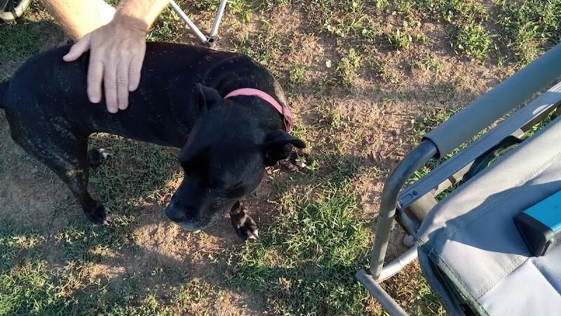 Krebs Dog Park - Bakersfield, CA