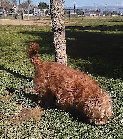 Krebs Dog Park - Bakersfield, CA