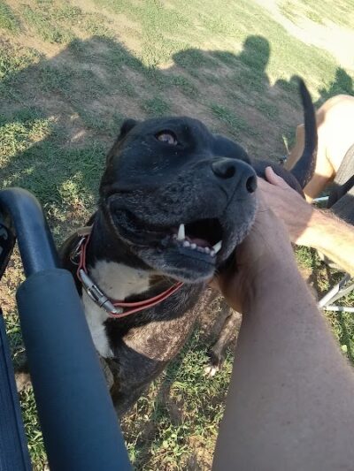 Krebs Dog Park - Bakersfield, CA