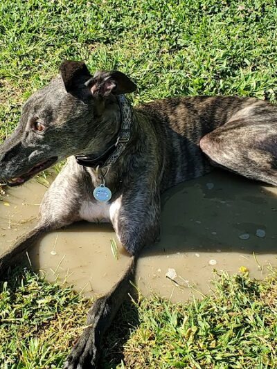 Krebs Dog Park - Bakersfield, CA