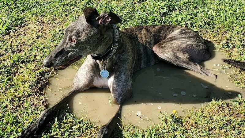 Krebs Dog Park - Bakersfield, CA