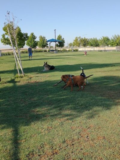 Mesa Marin Dog Park - Bakersfield, CA